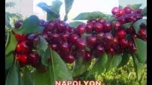 Napolyon Kiraz Aksel Bahce By Aksel Bahce