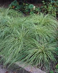 Image result for Carex