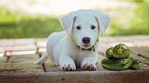 You can give it to your dog raw in slices or cubed. Can Dogs Eat Zucchini How Much Zucchini Can Dogs Eat Petmoo
