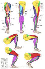 Leg Anatomy Drawing Body Anatomy Anatomy Tutorial