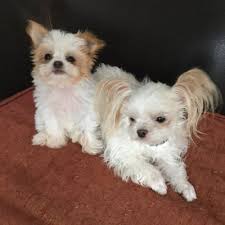 You can now reserve your puppy, free 4 boys and 7 girls, massive, bony, real bear cubs. Mi Ki Dogs Uk Mikisgalore Twitter