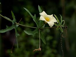 Image result for Coccinia sessilifolia