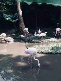 Pin By Wafahusenn On Hat Yai Songkhla August 16 17 Songkhla Hat Yai Animals