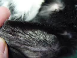 Image result for scabies rabbits ears