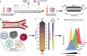 Imaging scans, blood tests, and biopsies. A Liquid Biopsy For Detecting Circulating Mesothelial Precursor Cells A New Biomarker For Diagnosis And Prognosis In Mesothelioma Ebiomedicine