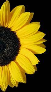 Pin De Ana Morales En Women S Fashion Fondos De Pantalla De Primavera Girasoles Fondos De Fotografia De Girasol