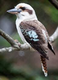 The Laughing Kookaburra Dacelo Novaeguineae Is A Carnivorous Bird In The Kingfisher Family Halcyonidae Native To East Australian Birds Pet Birds Funny Birds