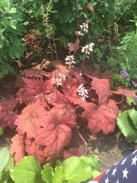 Sweet Tea Heuchera Heuchera Sweet Tea Fruit Heuchera villosa 'bronze wave' quantity. pinterest