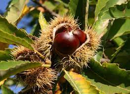 At just fruits, we price all of our plants online exactly as we do in the nursery. Chestnut The Fruit That Symbolizes Fall Origin Purpose And Ways To Cook It