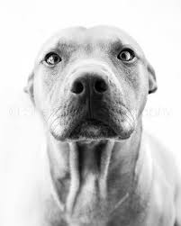 Black And White Pit Bull Pitbull Dog Print Black And White Pitbull Art Pitbull Etsy Black And White Pitbull Pitbulls Dog Pillow