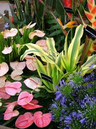 Tropische Pflanzen Und Blumen Besuchen Sie Gardenanswers Com Und Laden Sie Besuchen Blumen Gardenanswer Tropical Garden Design Tropical Plants Plants