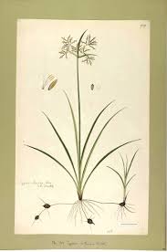 Image result for Cyperus rotundus