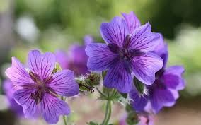 Les géraniums vivaces sont rustiques et vigoureux, de culture facile dans toute bonne terre de jardin, à l'ombre ou au soleil selon les variétés. Geranium Vivace Pour Le Jardin La Terre Est Un Jardin