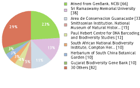 Image result for Sida dregei