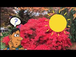 Do Japanese Maples Need Full Sun?