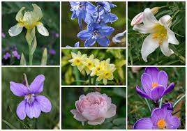 See more ideas about plants, planting flowers, house plants. Pin On Flowers Trees And Gardens