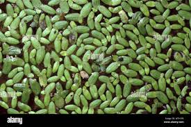 Image result for Lemna aequinoctialis