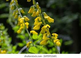 Image result for Crotalaria nigricans