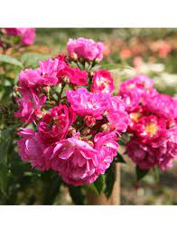 We did not find results for: Rosen Tantau Bluhpflanze Perennial Blue Blute Violett Hagebau De