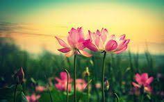 Maybe you would like to learn more about one of these? Wallpaper Gambar Bunga Teratai Sepasang Teratai Blumenarten Blume Hintergrund Blumen Hintergrunde