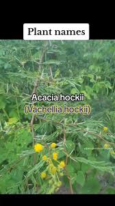 Image result for Acacia hockii