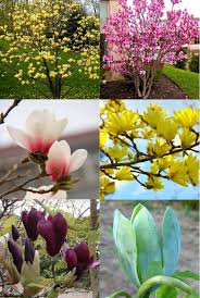 Magnolia, evergreen magnolia, bull bay magnolia and various cultivar names such as little gem, teddy bear and alta (magnolia grandiflora cvrs.) plant type. Gardening Express Magnolia Tree Just 7 99 Dahlia Collection Just 4 99 Calla Lily Garden Amaryllis And Many More Milled