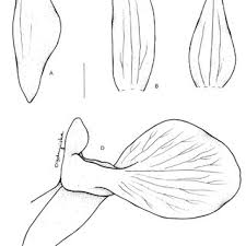 Image result for Brachycorythis rhodostachys