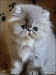 How Can You Not Love A Persian Kitten Face Persiancatkitty Persian Kittens Cute Cats Pretty Cats