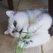 Pin On Fat Cat