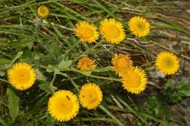 Image result for Inula