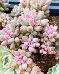 General tips for caring for cactus plants. Rare Succulent Pachyphytum Machucae Baby Finger Rare Succulents Succulents Suculent Plants