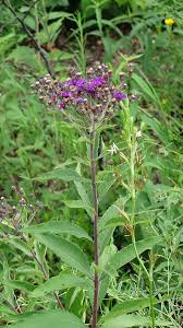 Image result for Vernonia turbinella