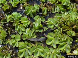 Image result for Salvinia hastata