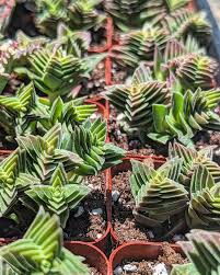 Image result for Crassula capitella