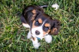 41 reviews of little shop of pets this seems to be a pretty nice pet shop. Pick Of The Litter Cutest Puppies In Town