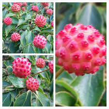 Check spelling or type a new query. Cornus Kousa Chinensis Chinese Dogwood In Gardentags Plant Encyclopedia
