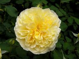 There We Go That S Molineux Molineux Is One Of Austin S Best Rebloomers So Why Is Molineux Often Overlooked Why Is Graha Austin Rose Rose Flowers