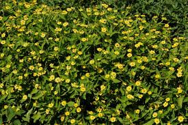 Annual flowers for sun and heat. Annuals For Sunny Dry Sites Beyond Impatiens And Petunias U Of I Extension
