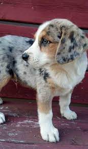Browse cute pups for sale listed near you. Australian Shepherd Beagle Mix For Sale Beagle Puppy Shepherd Puppies Dog Breeds