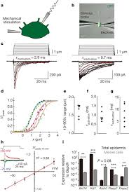 Merkel cells, found in the top layer of the skin, are very close to the nerve endings that receive the sensation of touch. Epidermal Merkel Cells Are Mechanosensory Cells That Tune Mammalian Touch Receptors Nature