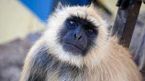 Langoor Bandar closeup video || Langur Monkey Face close up Video || Langur  Monkeys Videos || बन्दर - YouTube