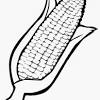 Gambar mewarnai jagung terbaru gambarcoloring. 1
