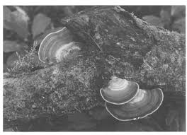 Image result for Newtonia buchananii