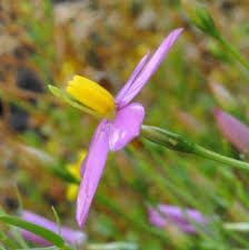 Image result for Chironia