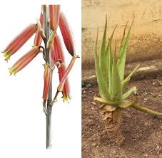 Image result for Asphodelaceae