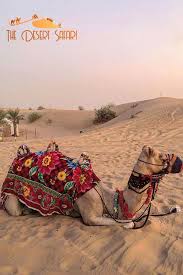 Inspiring you to explore the road less travelled. Pin On Camel Rides Dubai