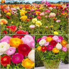 Brighten up your garden with magnificent blooms. 12 X Ranunculus Bulbs Mixed Colourful Summer Flowering Bulbs Ready To Plant By Woodland Bulbs Free Uk P P Buy Online In Burundi At Burundi Desertcart Com Productid 199543403