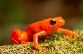 Examples of animals that start with a. 15 Amazing Animals That Start With Letter M