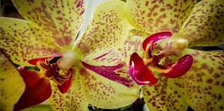 Lynn greyling ha rilasciato questa immagine orchidea fiore giallo con licenza di dominio pubblico. Orchidea Phalaenopsis Coltivazione E Cura