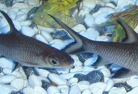It is a pelagic species primarily occuring in rivers but also some lakes such as the danau sentarum system. The Basics Of Breeding Bala Sharks Ratemyfishtank Com